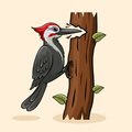 Woodpecker Teaser.jpg