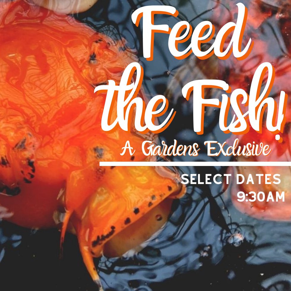 feed the fish graphic copy.jpg