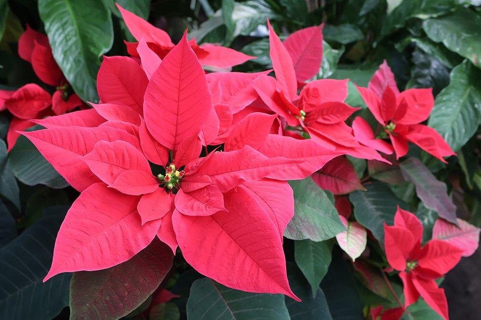 Poinsettias Botanical Gardens.jpg